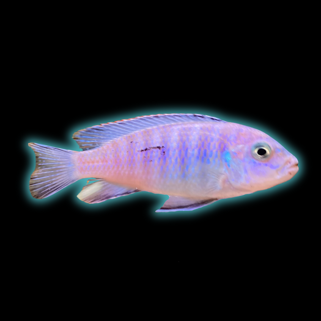 Ice Blue Zebra Cichlid - Pseudotropheus Greshakei