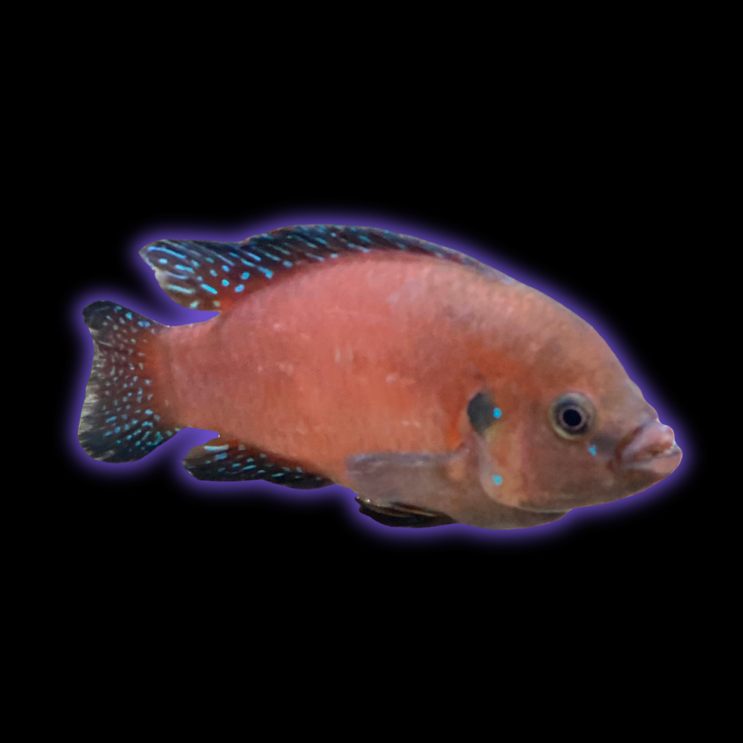 Turkana Jewel Cichlid - Hemichromis Exsul
