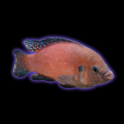 Turkana Jewel Cichlid - Hemichromis Exsul