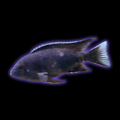 White Tail Acei - Pseudotropheus Acei