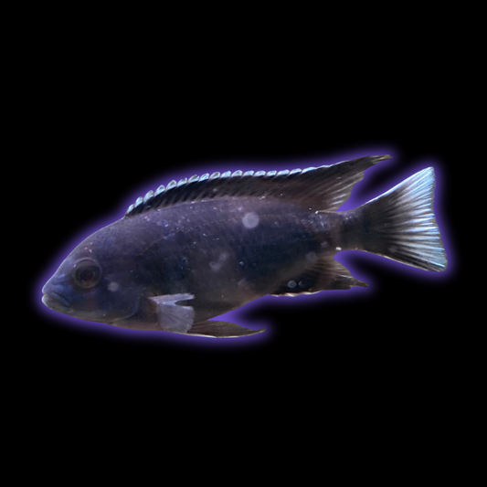 White Tail Acei - Pseudotropheus Acei