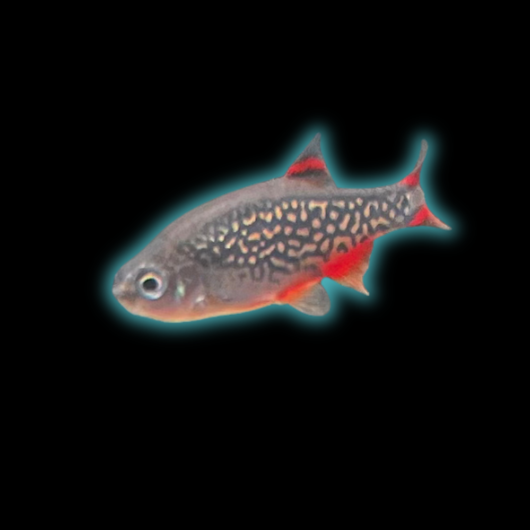 Galaxy Rasbora – Danio Margaritatus – Nano Fish – Poseidon Aquatics And ...