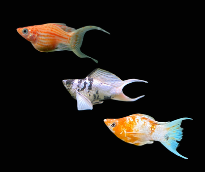 Assorted Lyretail Balloon Molly