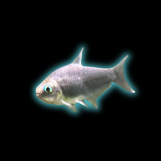Black Emperor Tetra - Nematobricon Palmeri var