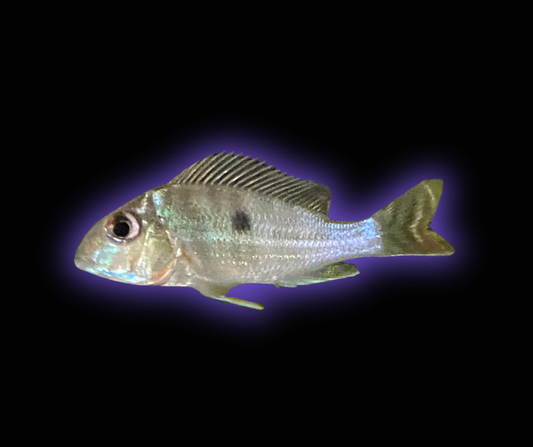 Red Striped Eartheater - Geophagus Surinamensis - Wild Caught from Colombia