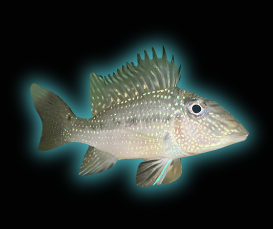  Satanoperca Geophagus