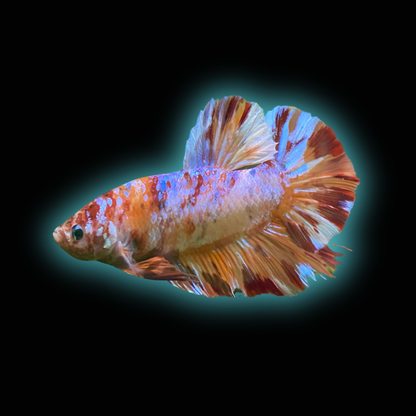 Giant Candy HMPK Betta (Male) - Grade A