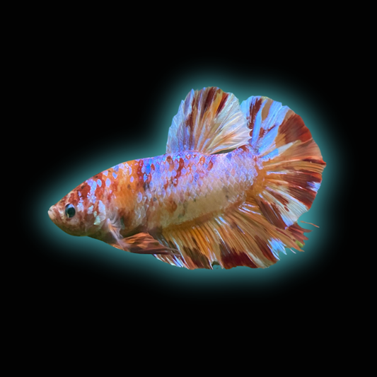 Giant Candy HMPK Betta (Male) - Grade A