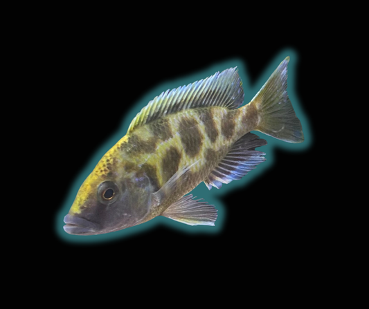 Venustus/Giraffe Hap - Nimbochromis Venustus