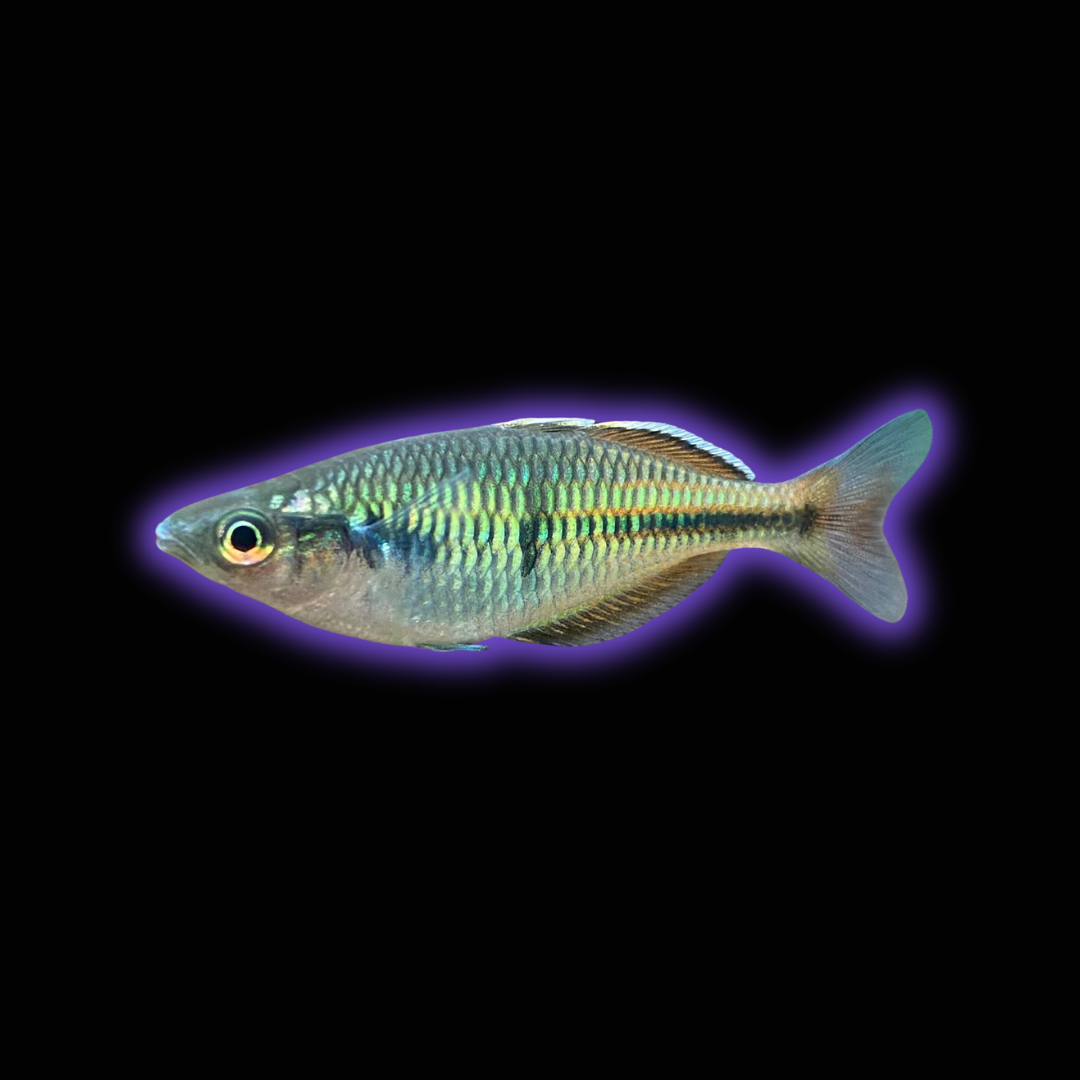 Boseman's Rainbowfish - Melanotaenia Boesemani
