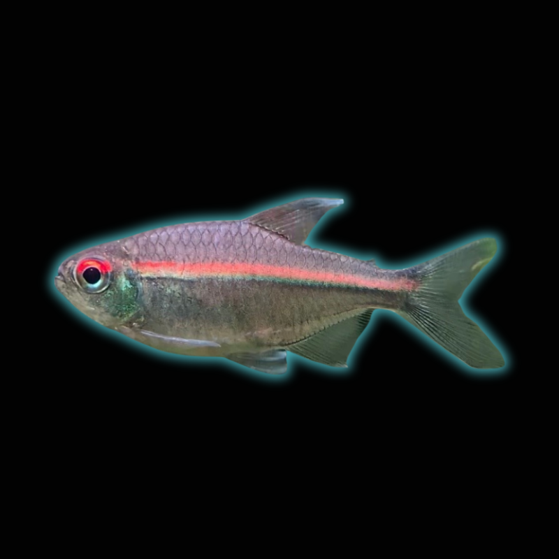Red Laser Tetra -  Watermelon Tetra - Hemigrammus Coeruleus (Wild Caught)