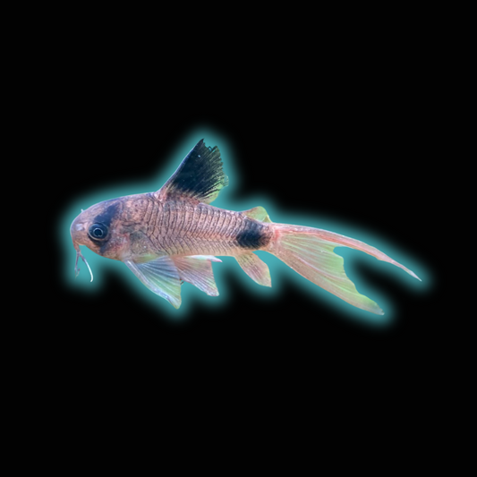 Longfin Panda Cory - Hoplisoma Panda var