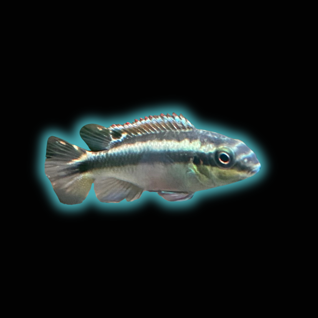 Blue Kribensis - Pelvicachromis Taeniatus “Nigerian Blue”