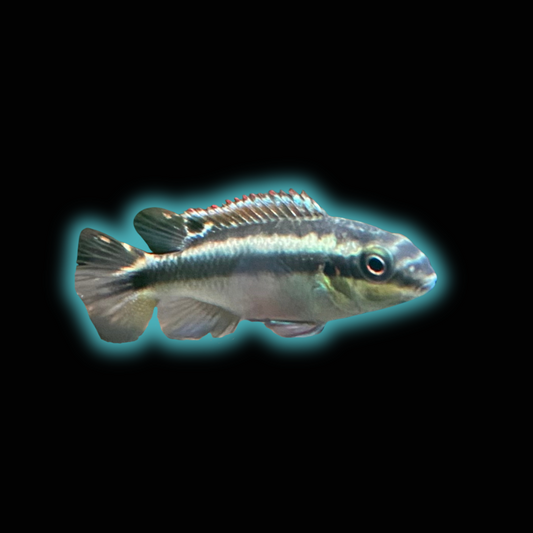 Blue Kribensis - Pelvicachromis Taeniatus “Nigerian Blue”