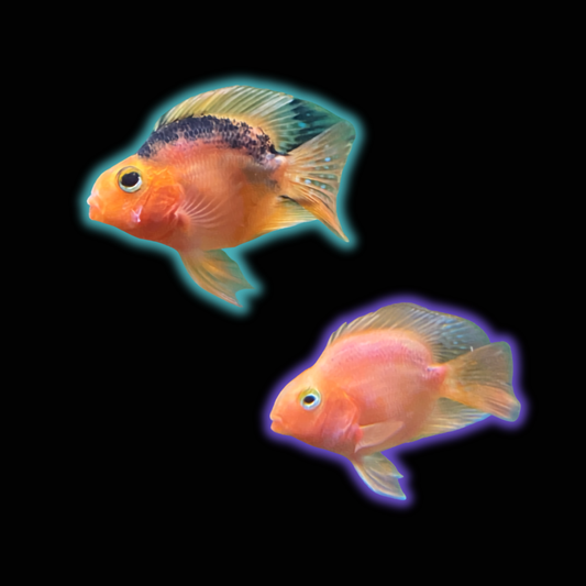 Red Blood Parrot Cichlid - Amphilophus Citrinellus x Vieja Melanura