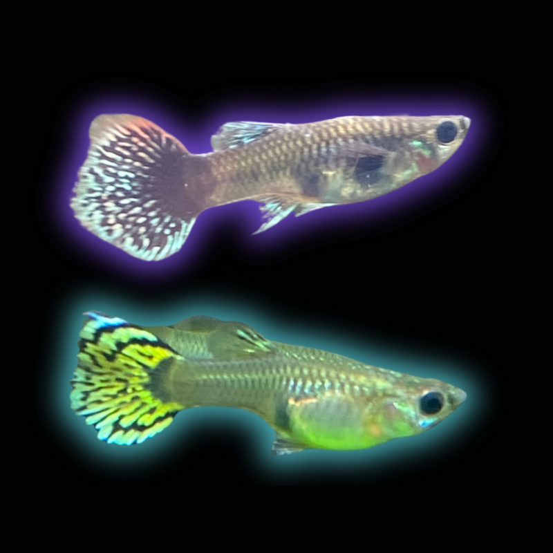 Assorted Female Guppy - Poecilia reticulata