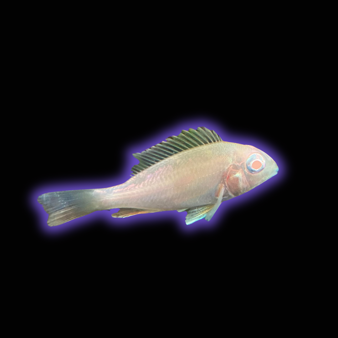 Albino Red Head Tapajos – Geophagus Pyrocephalus var.