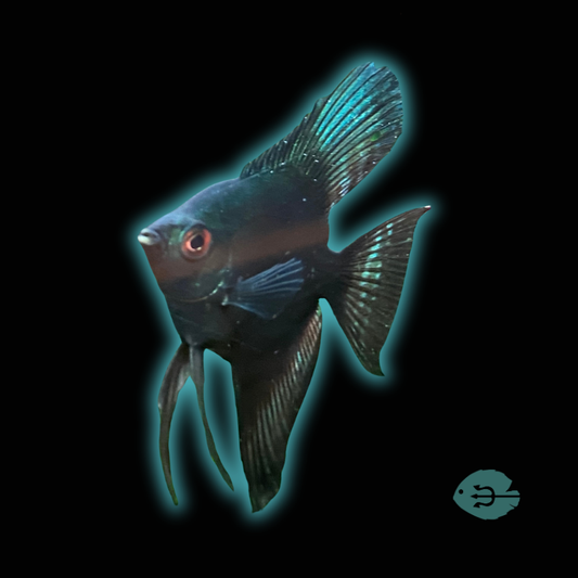 Green Avatar Angelfish