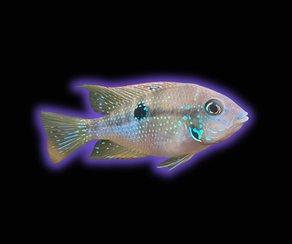 Spot Cheek Cichlid - Thorichthys Maculipinnis