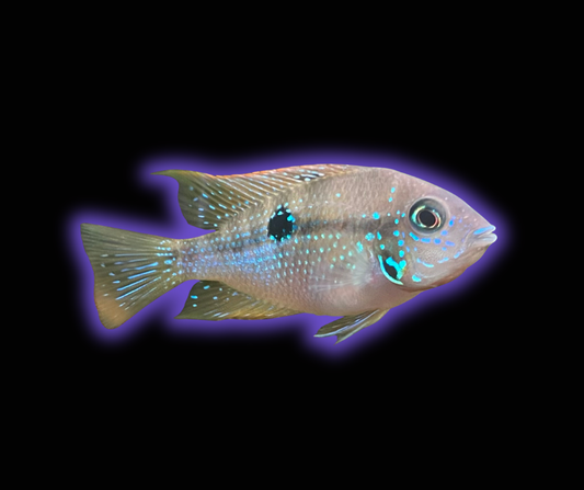 Spot Cheek Cichlid - Thorichthys Maculipinnis