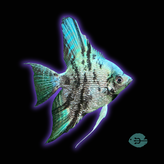 Blue Turquoise Marble Angelfish - Pterophyllum Scalare