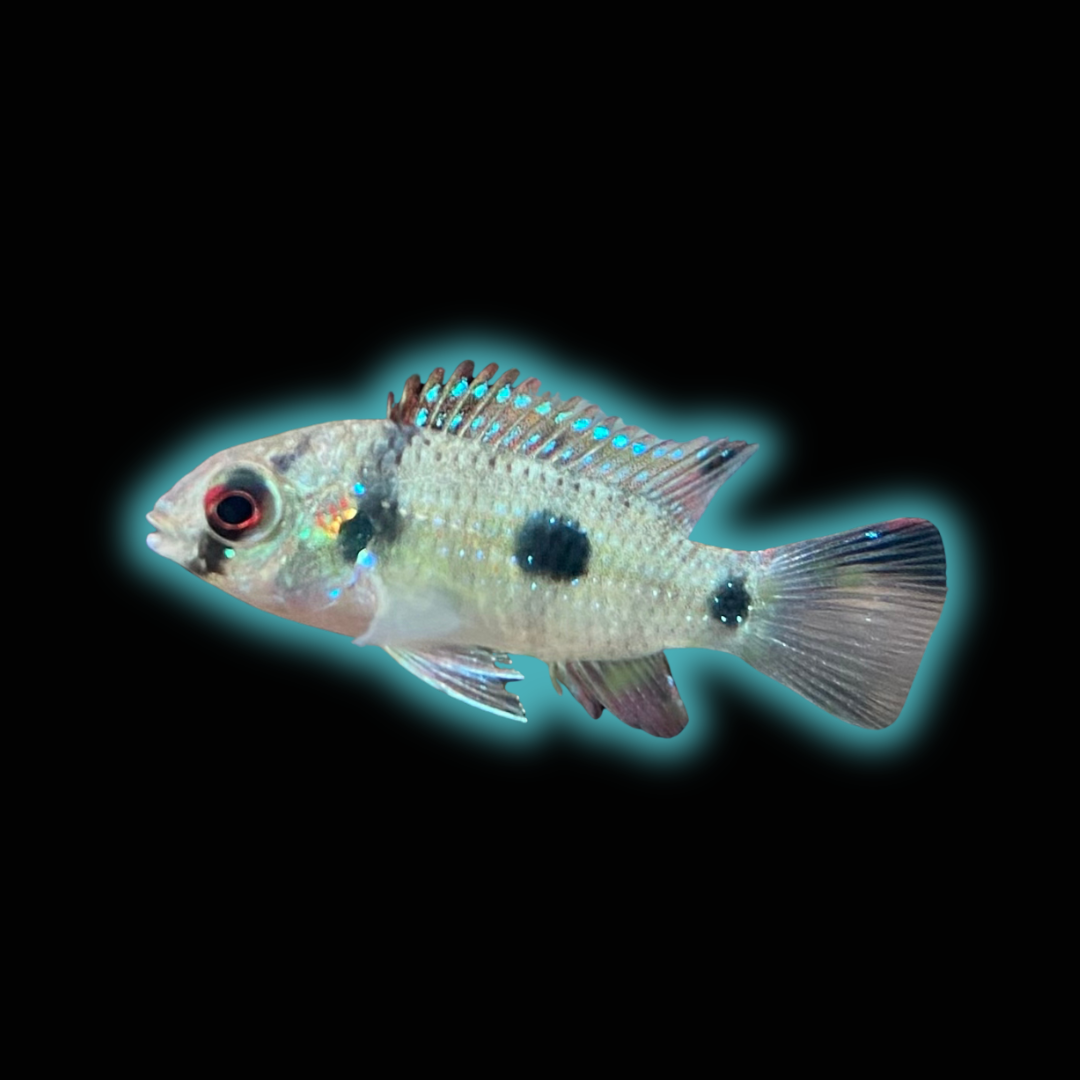 Butterfly Cichlid - Anomalochromis Thomasi