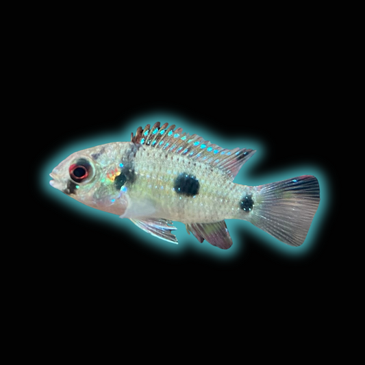 Butterfly Cichlid - Anomalochromis Thomasi