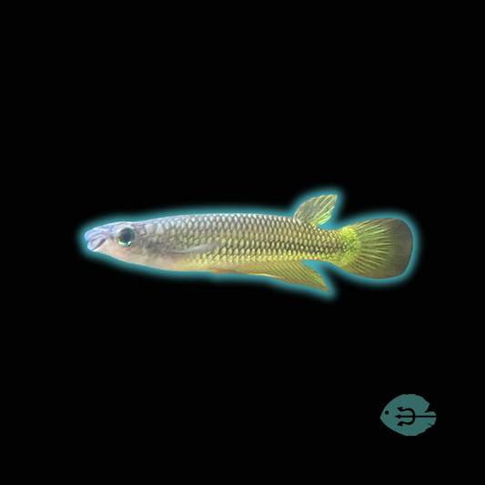 Golden Wonder Killifish - Golden Panchax - Aplocheillus Pancax