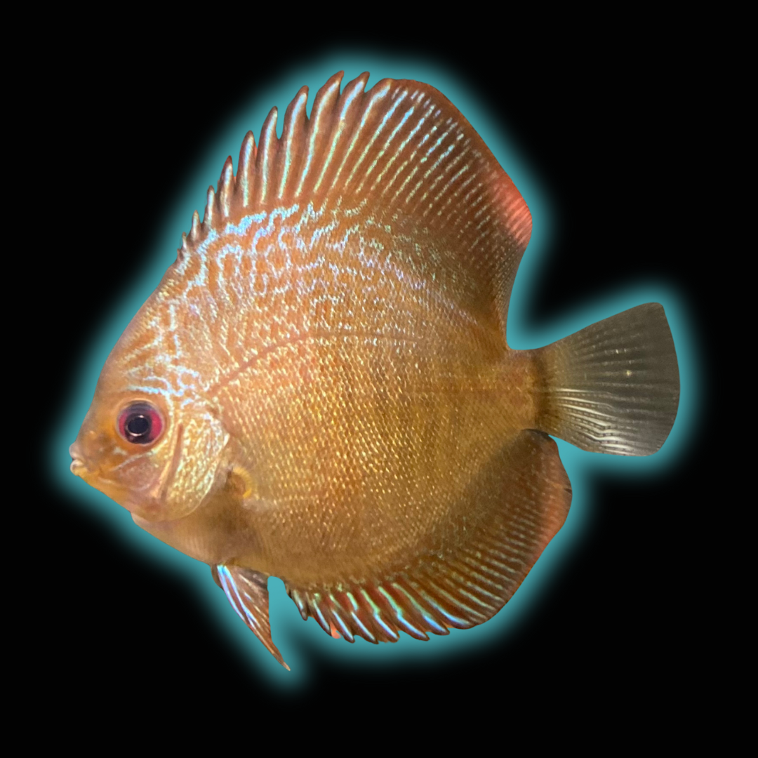 Blue Scorpion Snakeskin Discus - Symphysodon Aequifasciatus var.