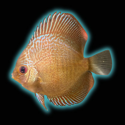 Blue Scorpion Snakeskin Discus - Symphysodon Aequifasciatus var.