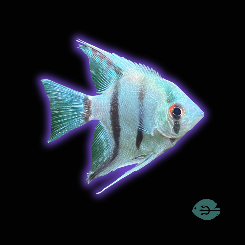 Philippines Blue Angelfish - Pterophyllum Scalare