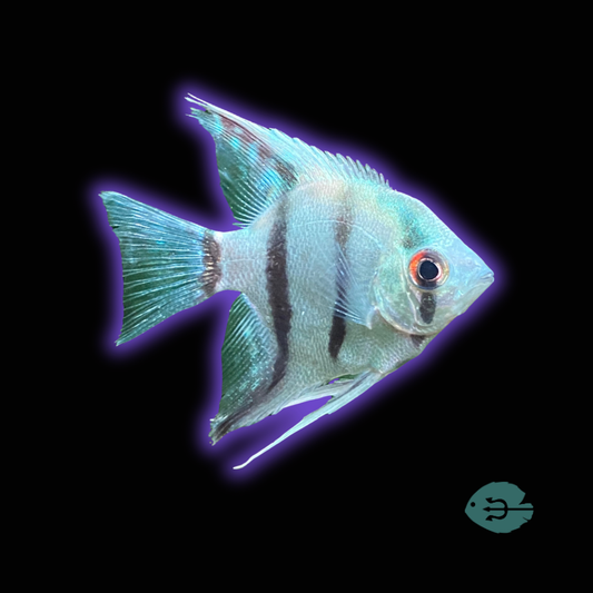 Philippines Blue Angelfish - Pterophyllum Scalare