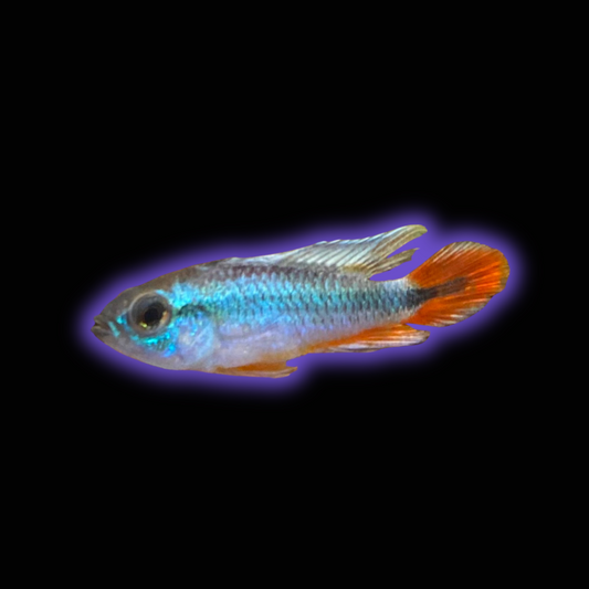 Alenquer Red Tail Agassizii Apistogramma - Apistogramma agassizii