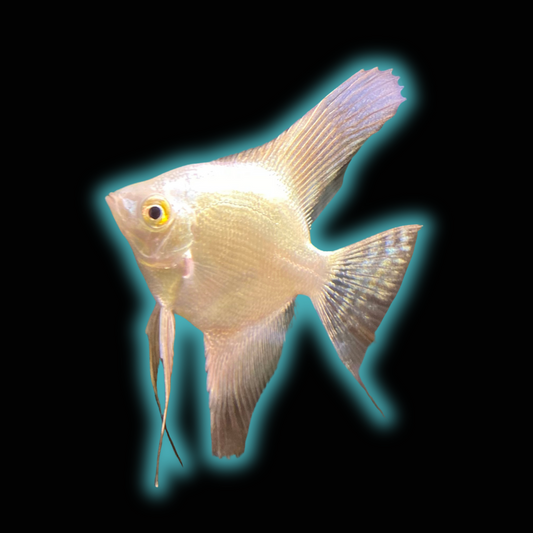 Bulgarian Seal Point Angelfish - Pterophyllum Scalare