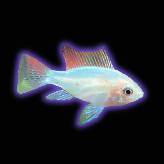 Gold German Ram - Mikrogeophagus Ramirezi