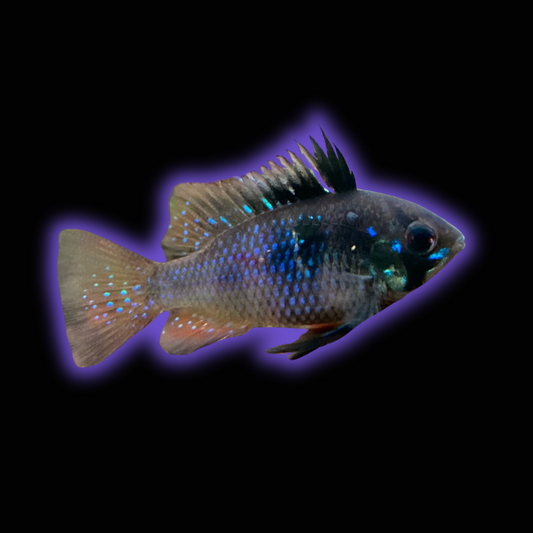 Black German Ram - Microgeophagus Ramirezi var