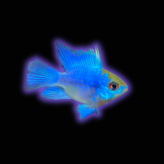 Electric Blue Balloon Ram - Microgeophagus Ramirezi var.
