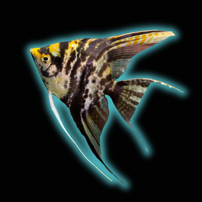 Marble Angelfish - Pterophyllum Scalare