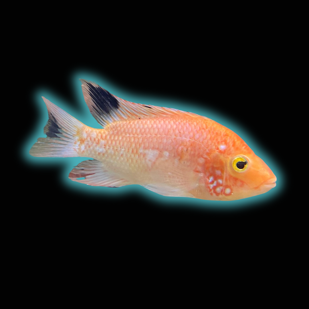 Red Texas Cichlid - Grade A (Peeling Skin) *Pre-order Only*