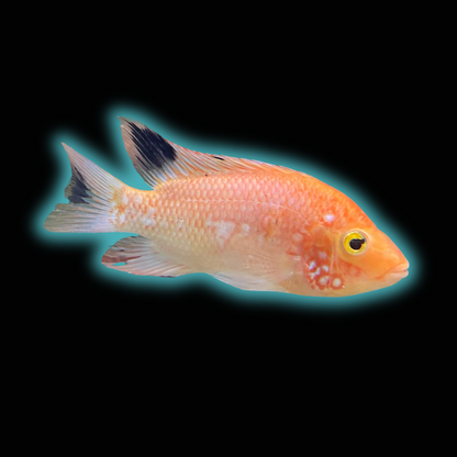 Red Texas Cichlid - Grade A (Peeling Skin) *Pre-order Only*