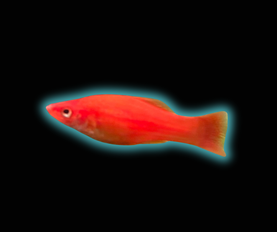 Assorted Swordtail - Xiphophorus Hellerii