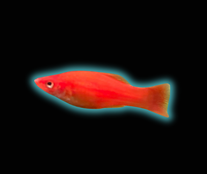 Assorted Swordtail - Xiphophorus Hellerii