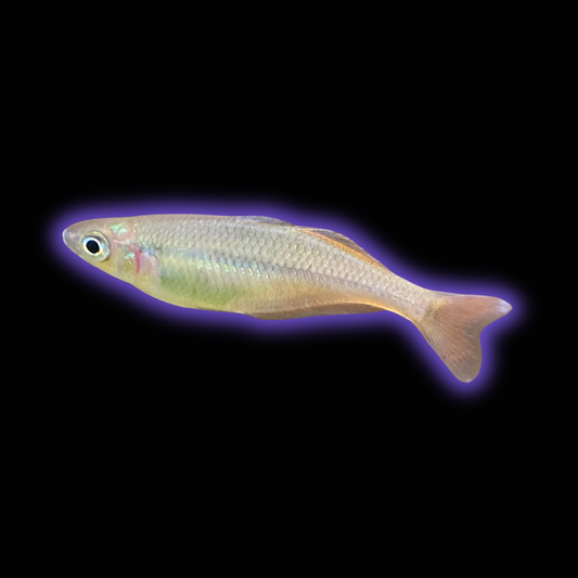 Bleher's Rainbowfish - Chilatherina Bleheri