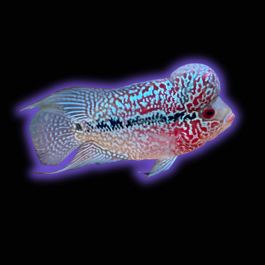 Flowerhorn Cichlid Grade AA