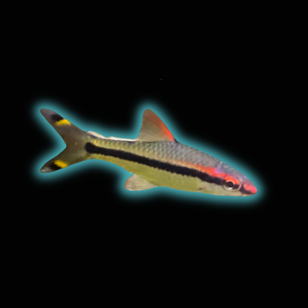 Denison Barb