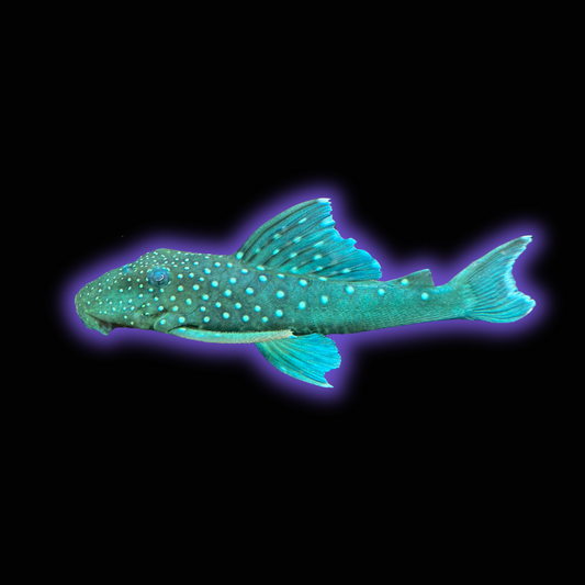 Blue Phantom Pleco L128