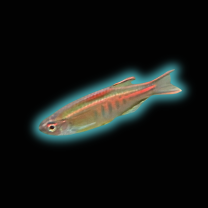 Glowlight Danio