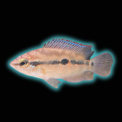 Salvini Cichlid