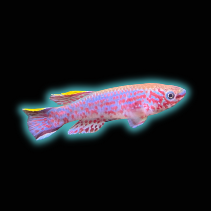 Gardneri Killi - Aphyosemion Gardneri