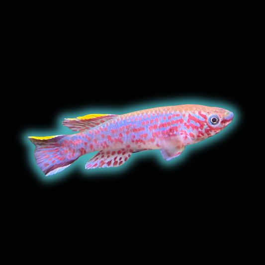 Gardneri Killi - Aphyosemion Gardneri